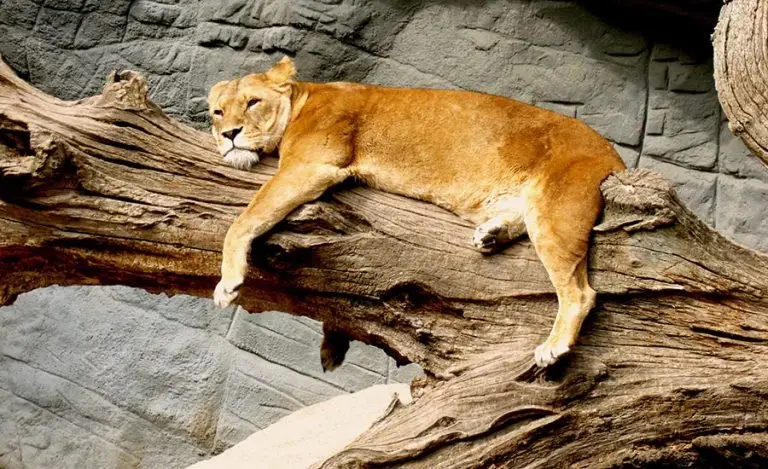 Feeling relaxed as this lion about your wedding?!